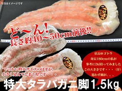 ジャンボサイズタラバガニ脚1.5kg